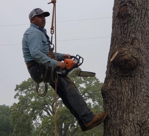 arborist hangin onto a tree via harness